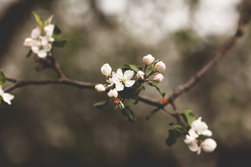 Delicate white Apple blossom in the spring garden. The focus is in the foreground, the background is out of focus. Spring flowers, spring background, flower background. Side view, space for text