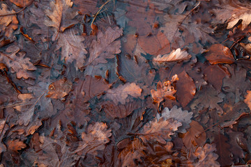 frozen pond