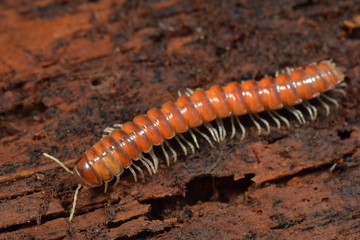 ババヤスデの仲間