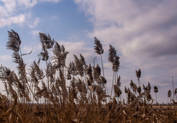 Bushes and reeds in a field in a cloudy sky.