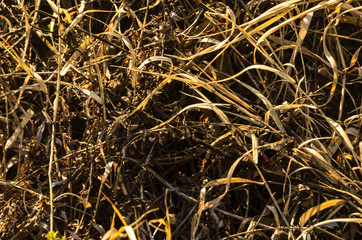 Сухая трава