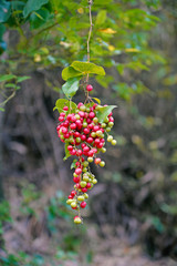 red berries of viburnum on a branch