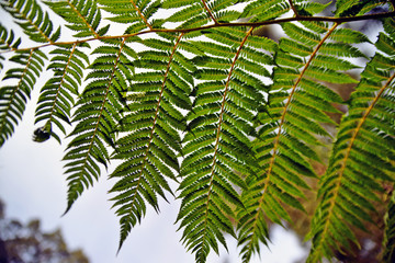 green leaves of fern
