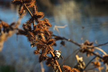 Репейник сухой