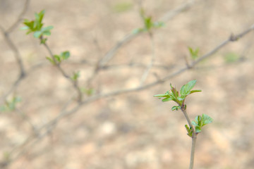 spring background with young green leaves
