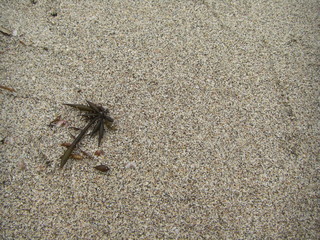 砂浜とヤシの木のような海藻