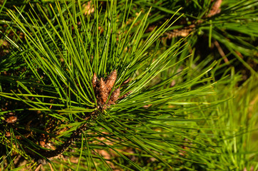 Сосновые иголки