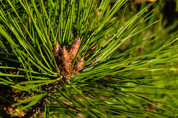 Сосновые иголки