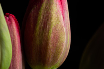 Red tulip blooming with smooth petal textures