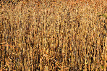 Сухая трава