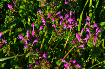 Цветочки, фон