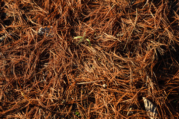 Иголки, хвоя, мох