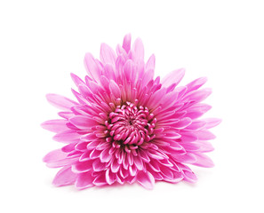 Pink beautiful chrysonthemum.