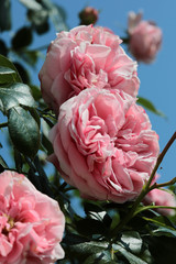 Beautiful english roses flowers in their natural garden Environment with green leaves in the Background in the sunshine, makro