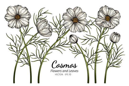 White Cosmos flower and leaf drawing illustration with line art on white backgrounds.
