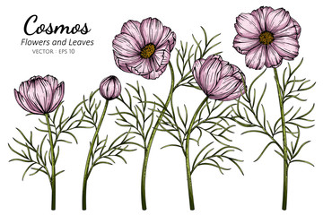 Pink Cosmos flower and leaf drawing illustration with line art on white backgrounds.