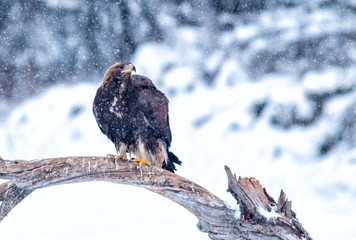 Action photography of Golden Eagle