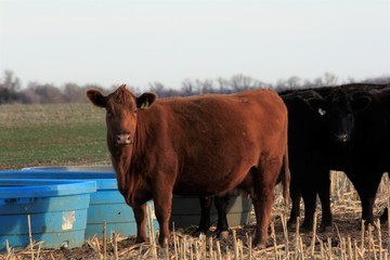 Kansas Cow with a blue water tank in a pasture south of Sterling Kansas USA.