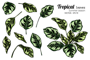 Set of Tropical leaf drawing illustration with line art on white backgrounds.
