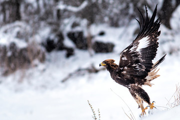 Action photography of Golden Eagle