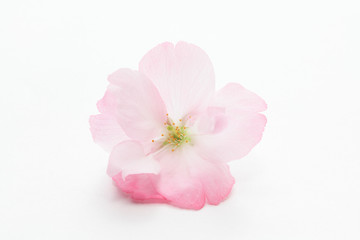 Fototapeta na wymiar 一輪の旭山桜のクローズアップ
