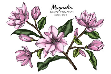 Pink Magnolia flower and leaf drawing illustration with line art on white backgrounds.