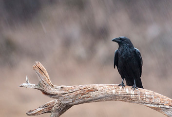 Common raven for winter photography