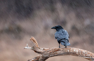 Common raven for winter photography