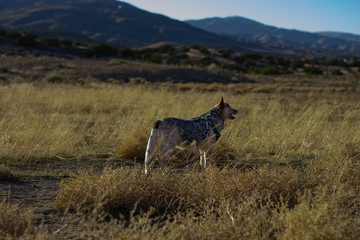 Dog in a Field