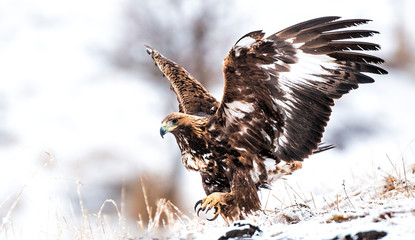 Action photography of Golden Eagle
