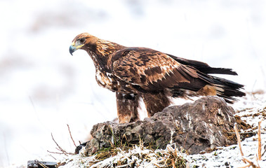 Action photography of Golden Eagle