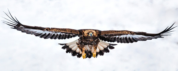 Action photography of Golden Eagle - Powered by Adobe
