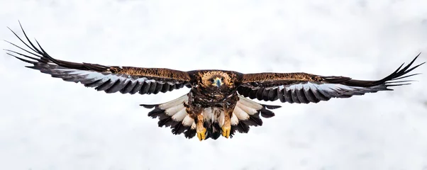 Fotobehang Action photography of Golden Eagle © georgigerdzhikov