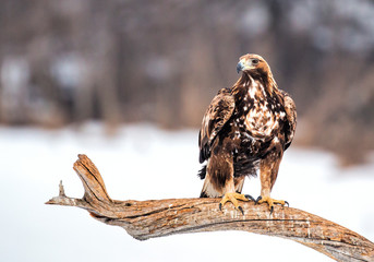 Action photography of Golden Eagle