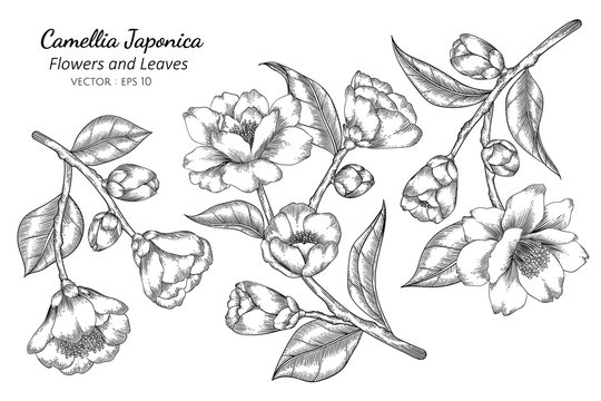 Camellia Japonica flower and leaf drawing illustration with line art on white backgrounds.