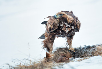 Action photography of Golden Eagle