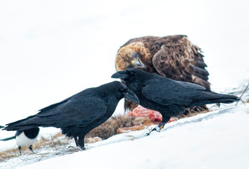 Common raven for winter photography