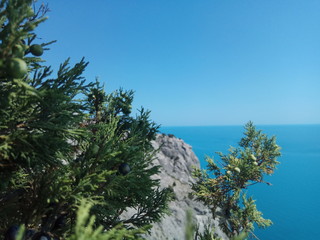 Fototapeta na wymiar Green tree in the mountains and blue sky and black sea