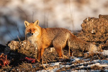 Red fox portrait photography