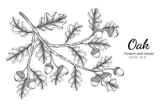 Oak nut and leaf drawing illustration with line art on white backgrounds.
