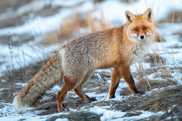 Naklejka na ściany i meble Red fox portrait photography
