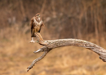 Common Buzzard sitting on big branch