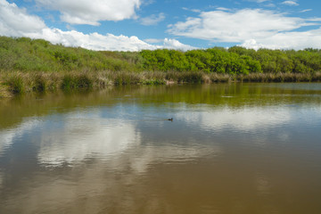 Oso Flaco Lake in Oceano Dunes, California. Oso Flaco is a freshwater lake, and it is a refuge for local and migrating birds