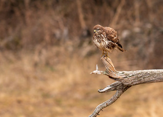 Common Buzzard sitting on big branch
