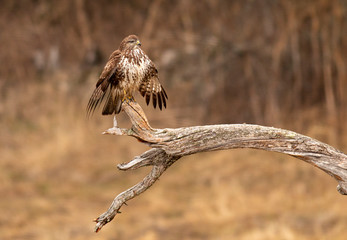Common Buzzard sitting on big branch