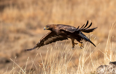 Fototapeta premium Action photography of Golden Eagle