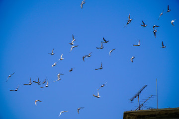 Flying a group of pigeons with a photograph on the blue sky