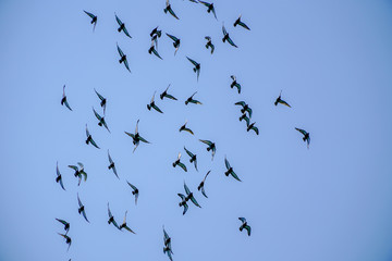 Flying a group of pigeons with a photograph on the blue sky