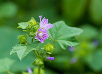 flower in the garden