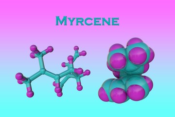 Structural chemical formula and molecular model of myrcene, the most abundant terpene in modern commercial cannabis. 3d illustration